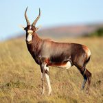 Blesbok-Common-Idube-Safaris-Hunting-Africa