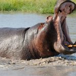 Hippo-Hunting-Safaris-Idube