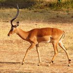 Impala-Idube-Safaris-Hunting-Africa