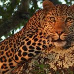 Leopard-Idube-Safaris-StandardRates