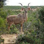 kudu-4352741_1920