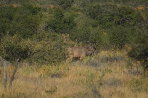 Idube Safaris Game Reserve & Surrounds