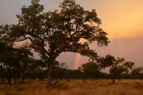 Idube Safaris Game Reserve & Surrounds
